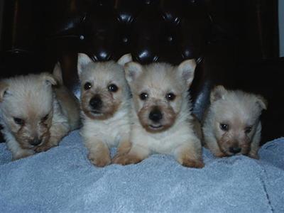 Scottish Terrier Puppies for Sale